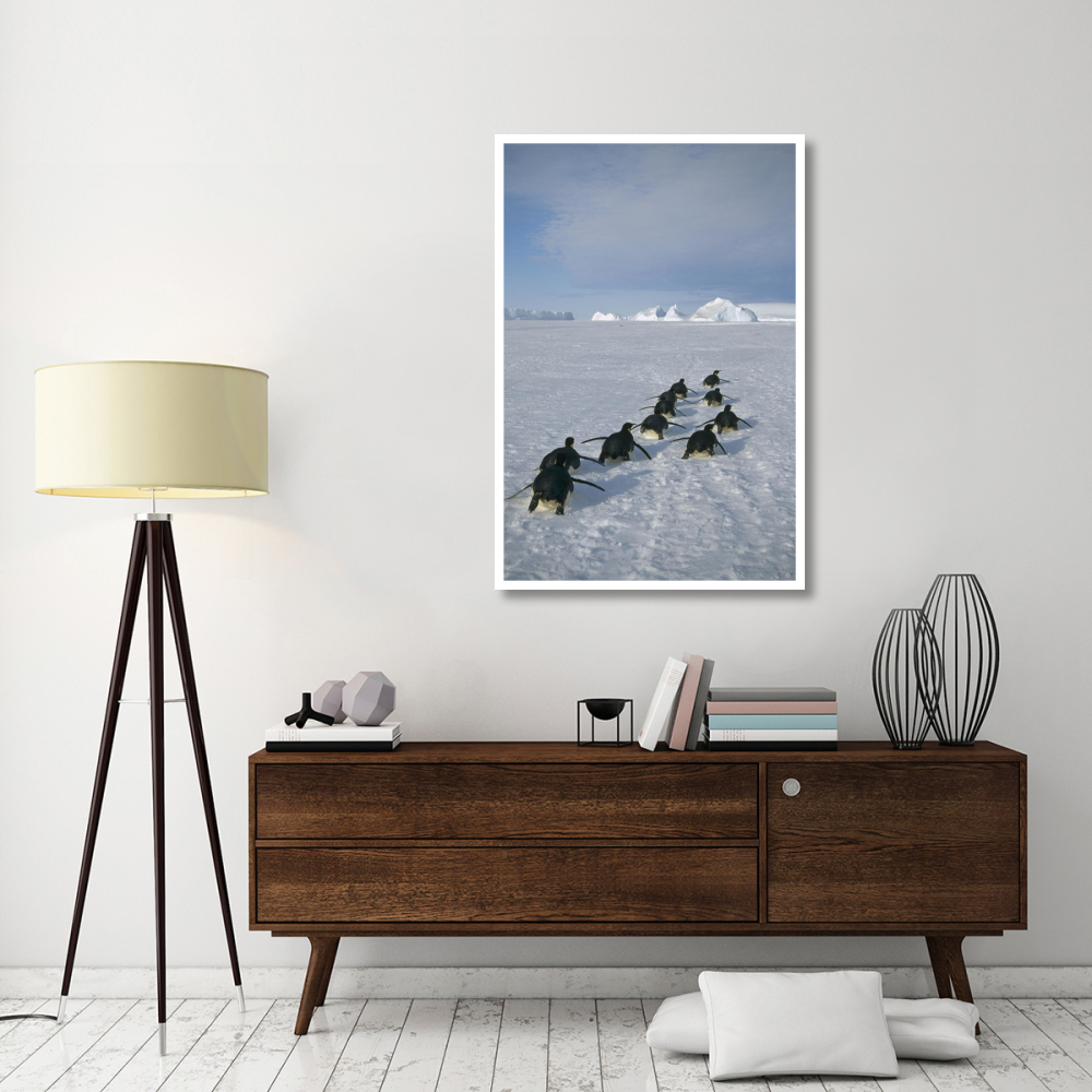 Emperor Penguins tobogganing to rookery, Edward VIII Gulf, Antarctica-Paper Art-34&quotx50"