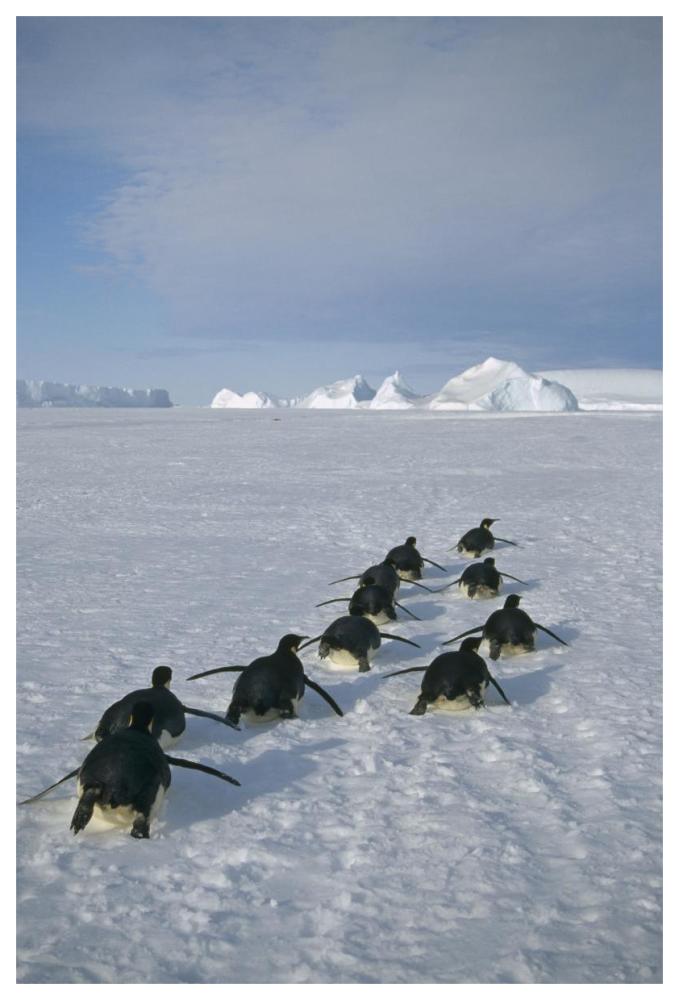 Emperor Penguins tobogganing to rookery, Edward VIII Gulf, Antarctica-Paper Art-42"x62"