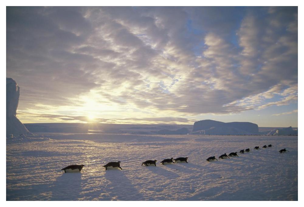 Emperor Penguins tobogganing to rookery, Edward VIII Gulf, Antarctica-Paper Art-50"x34"