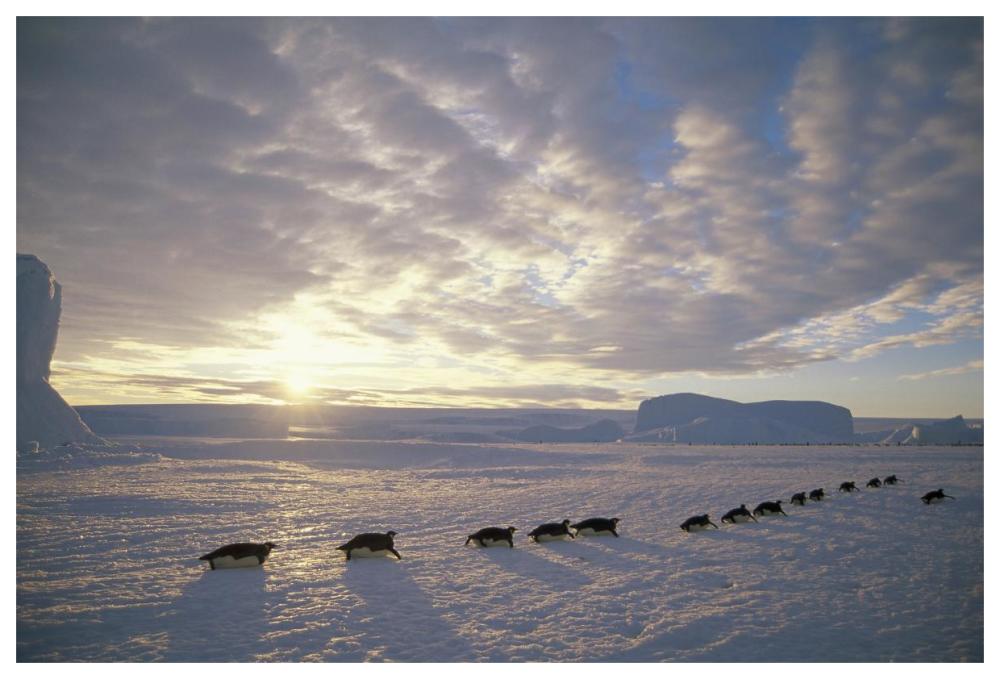Emperor Penguins tobogganing to rookery, Edward VIII Gulf, Antarctica-Paper Art-62"x42"