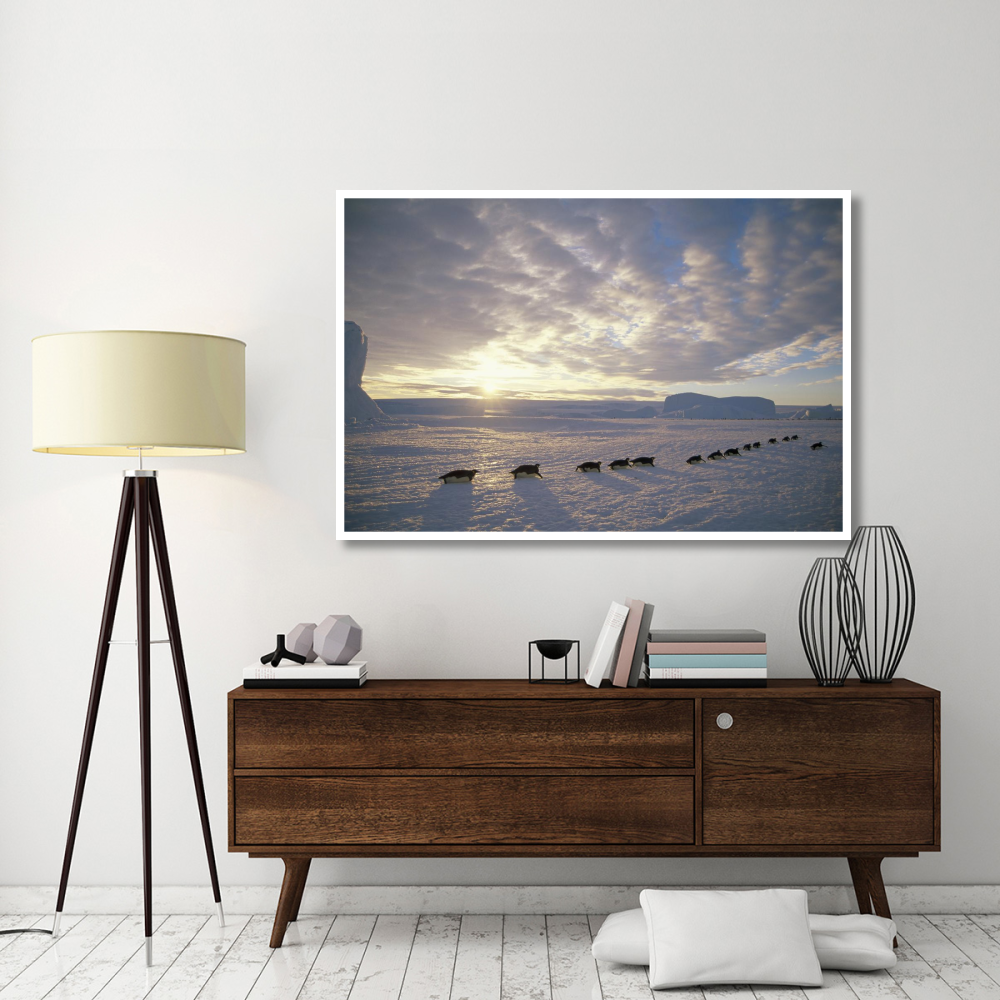 Emperor Penguins tobogganing to rookery, Edward VIII Gulf, Antarctica-Paper Art-62&quotx42"