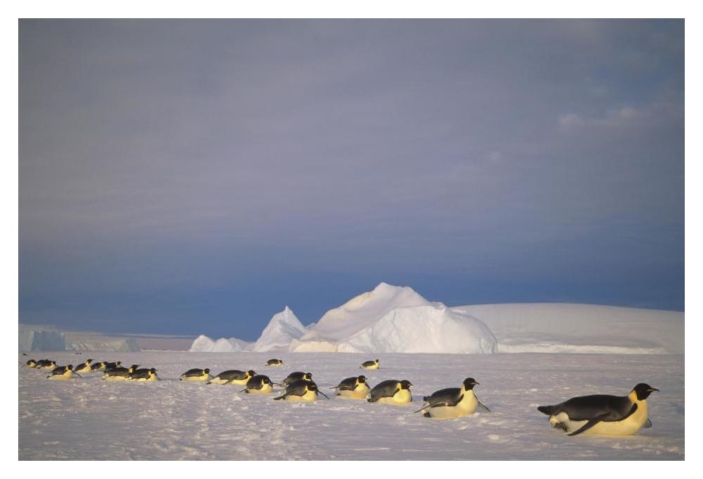 Emperor Penguins tobogganing to rookery, Edward VIII Gulf, Antarctica-Paper Art-20"x14"