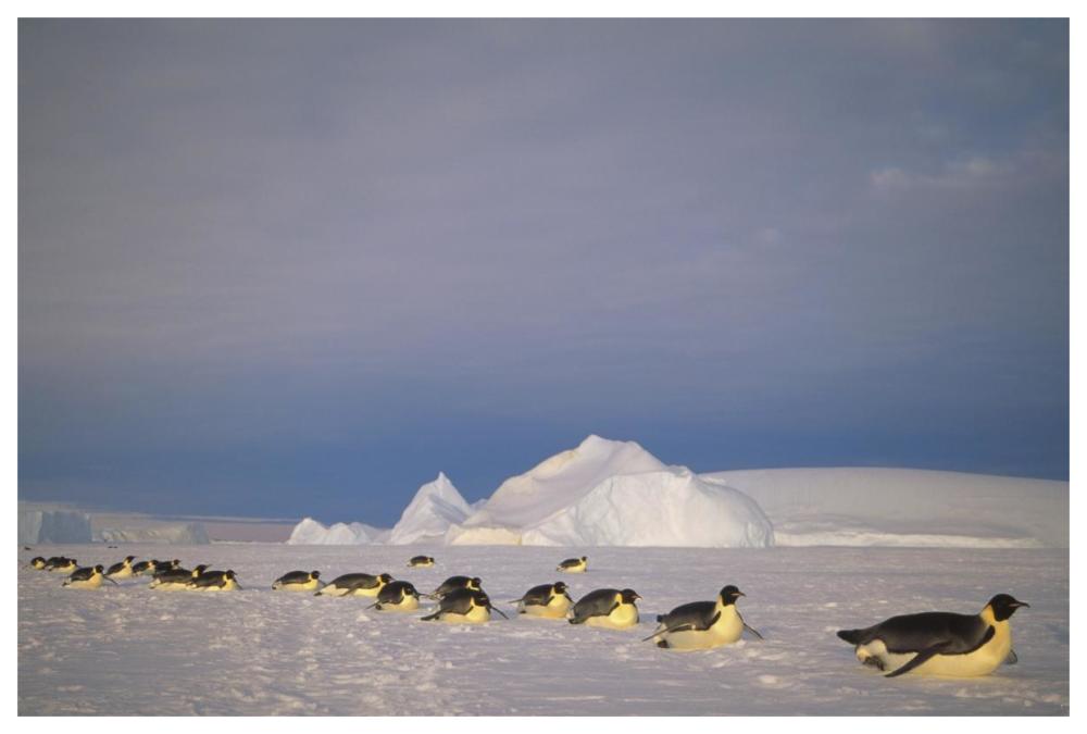 Emperor Penguins tobogganing to rookery, Edward VIII Gulf, Antarctica-Paper Art-62"x42"