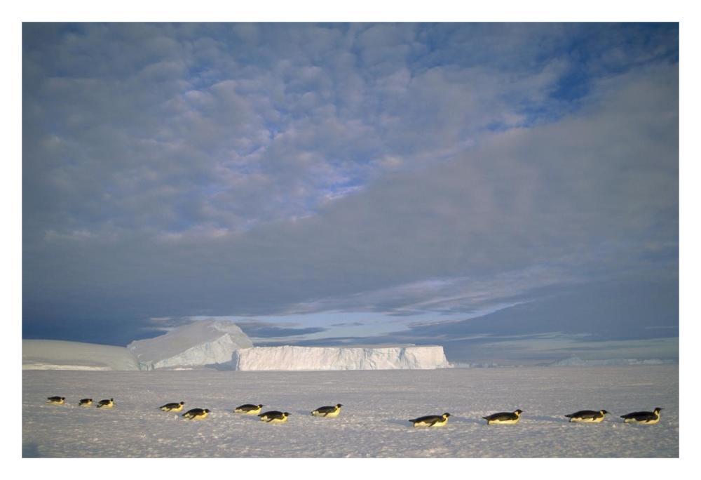 Emperor Penguins tobogganing to rookery, Edward VIII Gulf, Antarctica-Paper Art-32"x22"