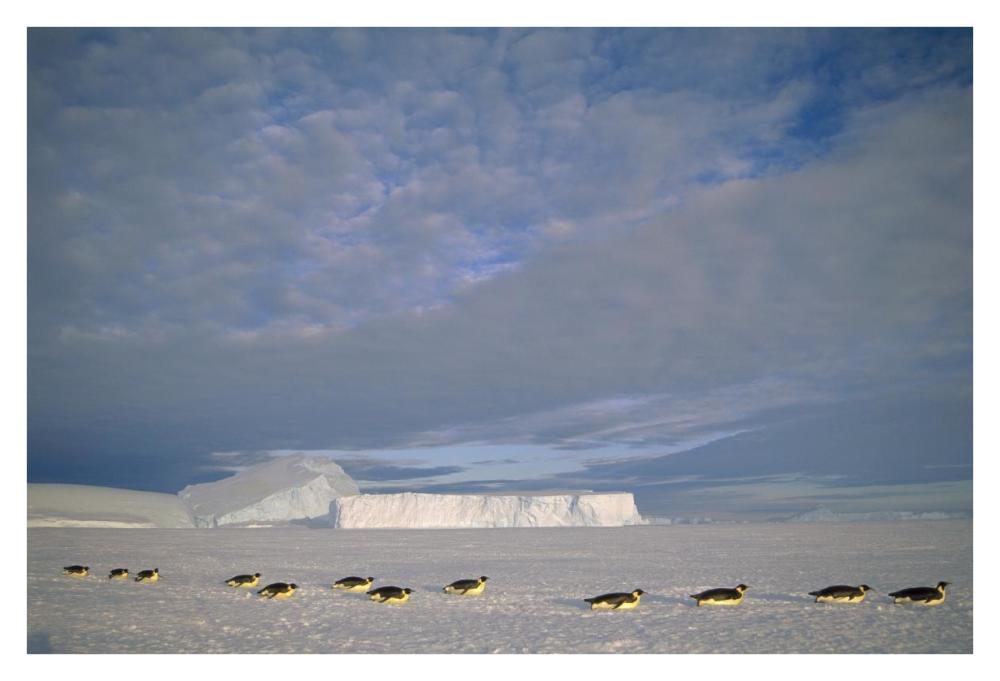 Emperor Penguins tobogganing to rookery, Edward VIII Gulf, Antarctica-Paper Art-38"x26"