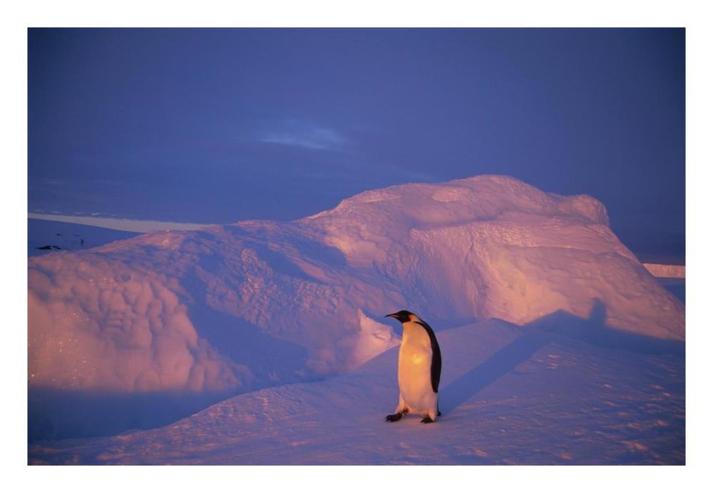 Emperor Penguins tobogganing to rookery, Edward VIII Gulf, Antarctica-Paper Art-26"x18"