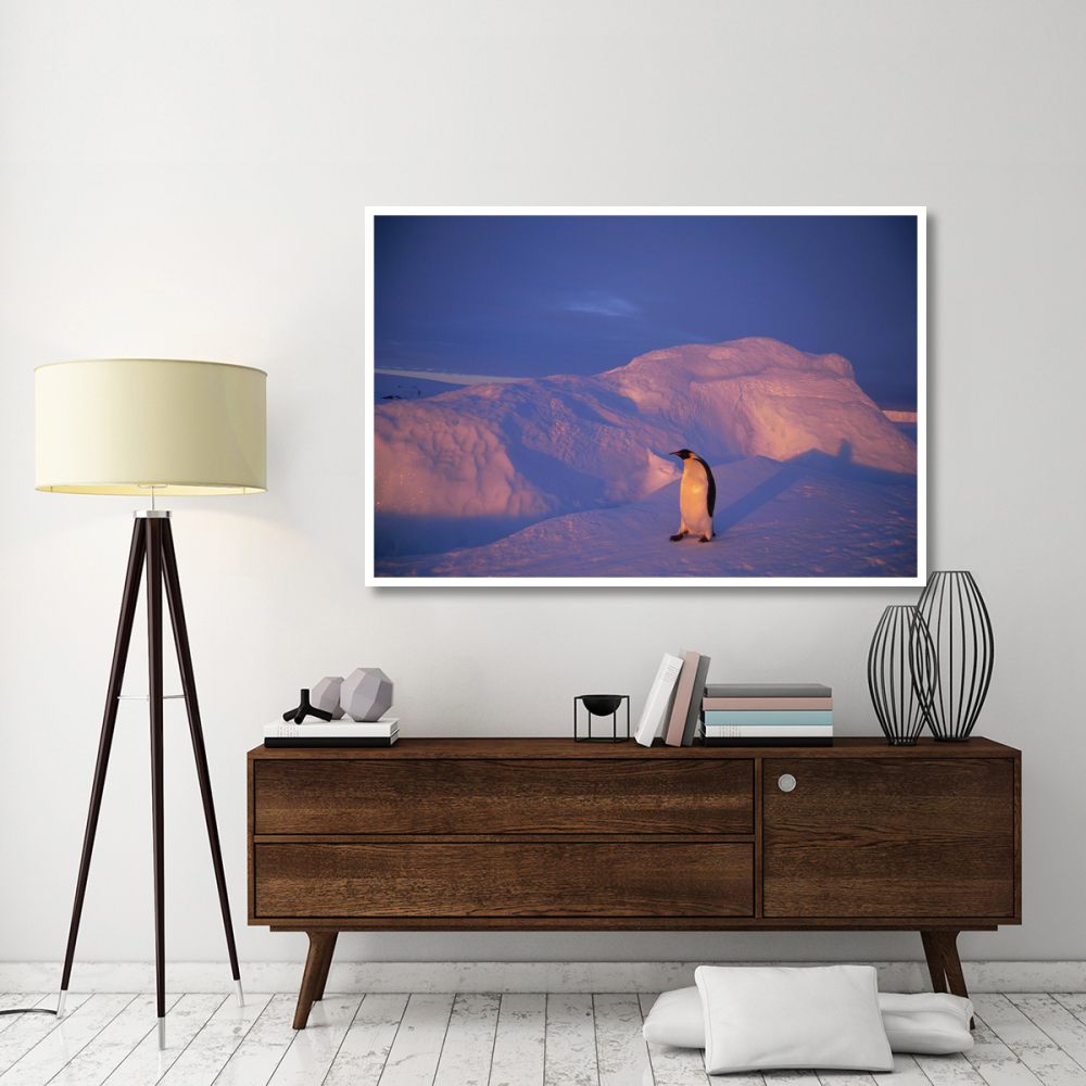 Emperor Penguins tobogganing to rookery, Edward VIII Gulf, Antarctica-Paper Art-62&quotx42"