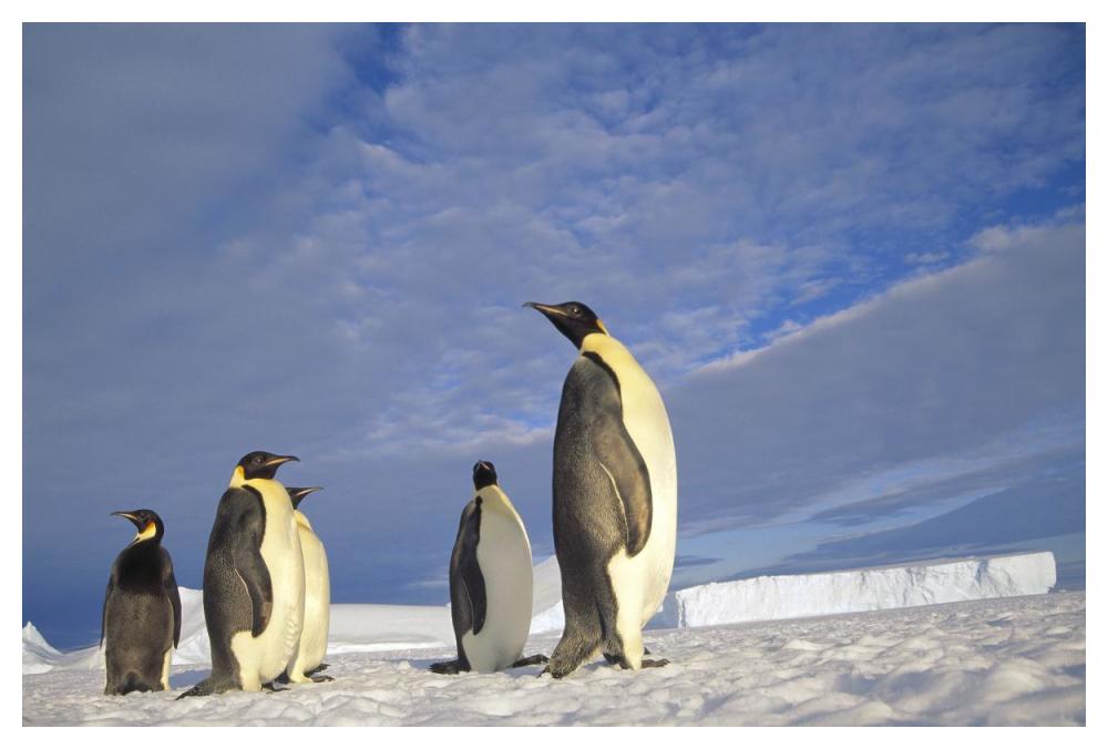 Emperor Penguin group, Kloa Point, Edward VIII Gulf, Antarctica-Paper Art-50"x34"