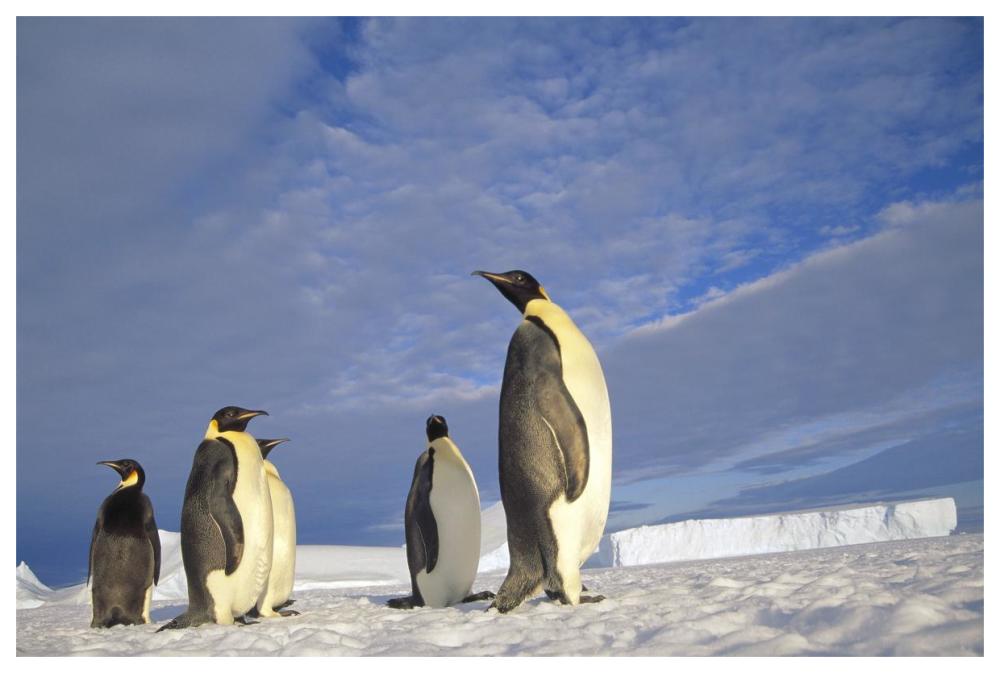 Emperor Penguin group, Kloa Point, Edward VIII Gulf, Antarctica-Paper Art-62"x42"