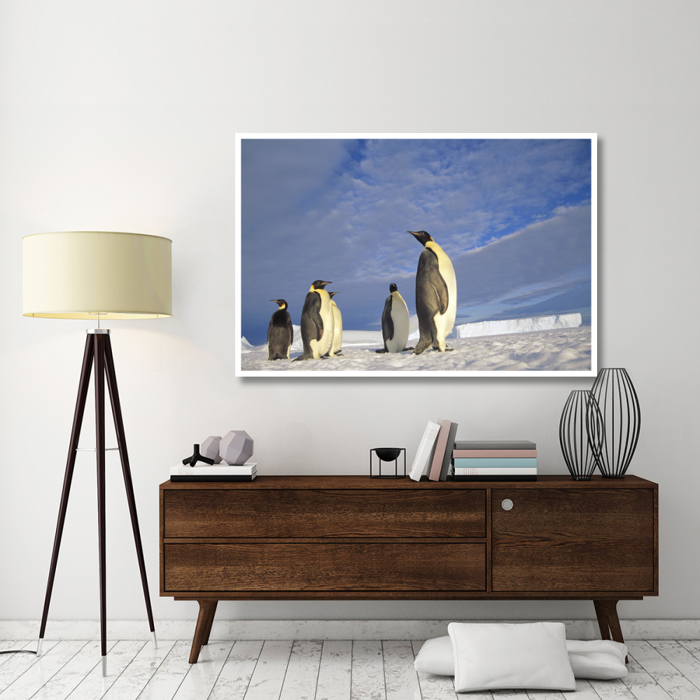 Emperor Penguin group, Kloa Point, Edward VIII Gulf, Antarctica-Paper Art-62&quotx42"