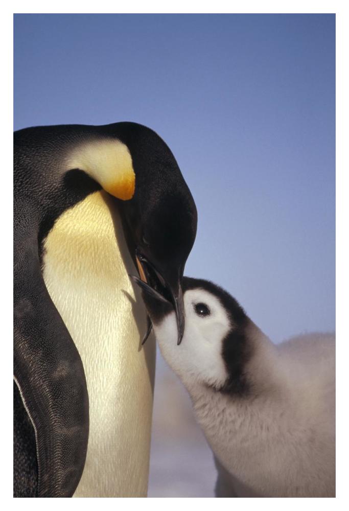 Emperor Penguin parent feeding chick, Riiser-Larsen Ice Shelf, Antarctica-Paper Art-14"x20"