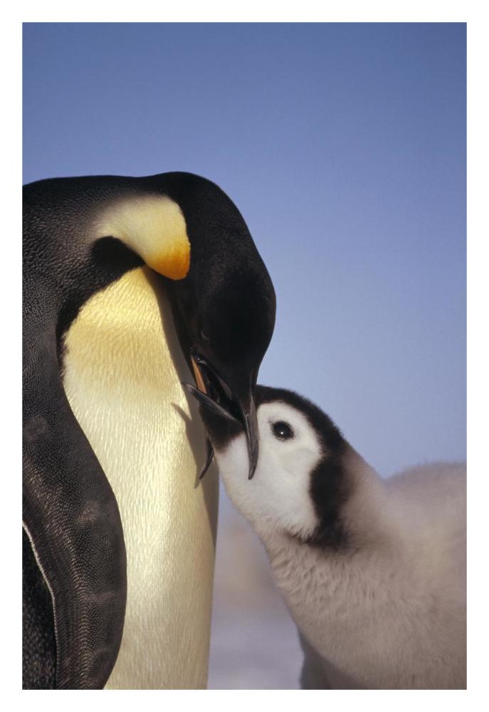 Emperor Penguin parent feeding chick, Riiser-Larsen Ice Shelf, Antarctica-Paper Art-22"x32"