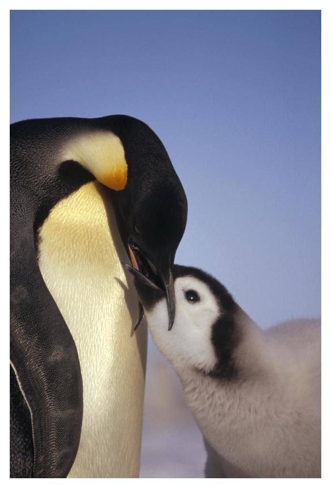 Emperor Penguin parent feeding chick, Riiser-Larsen Ice Shelf, Antarctica-Paper Art-34"x50"