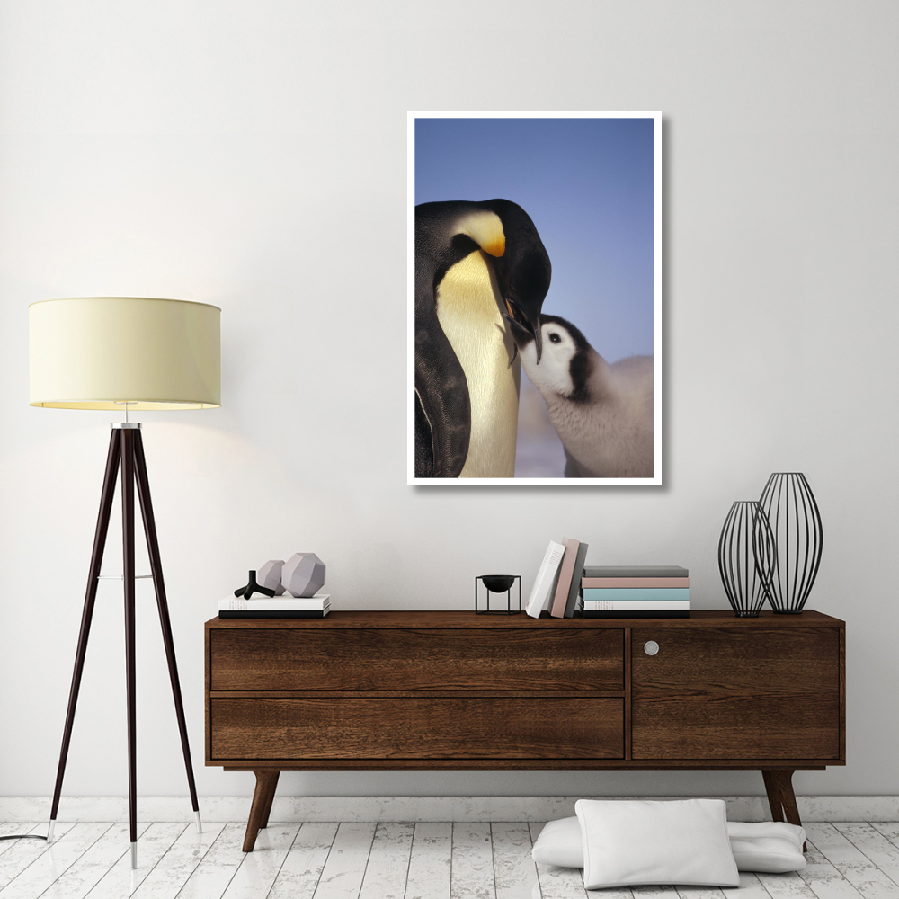 Emperor Penguin parent feeding chick, Riiser-Larsen Ice Shelf, Antarctica-Paper Art-34&quotx50"