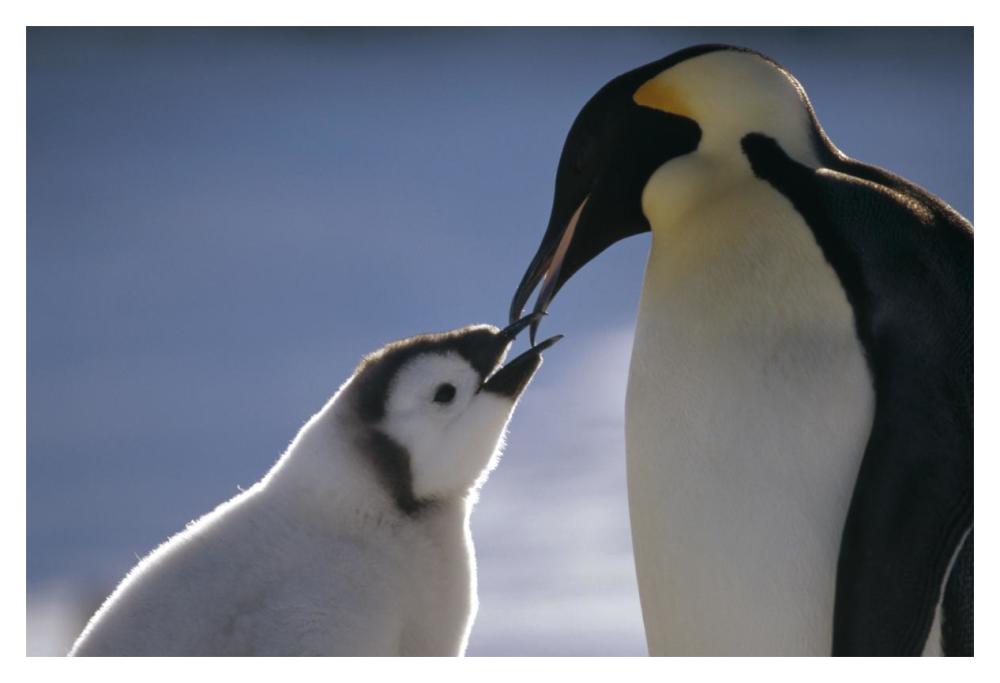 Emperor Penguin parent feeding chick, Riiser-Larsen Ice Shelf, Antarctica-Paper Art-20"x14"