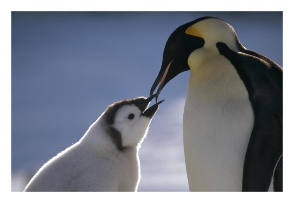Emperor Penguin parent feeding chick, Riiser-Larsen Ice Shelf, Antarctica-Paper Art-26"x18"