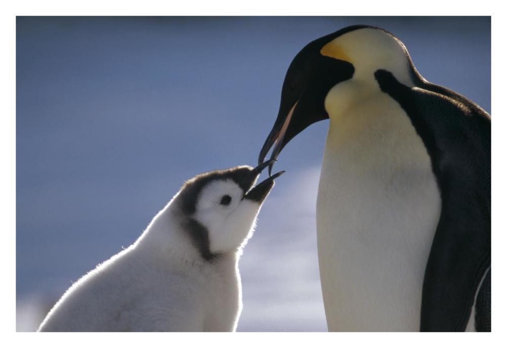 Emperor Penguin parent feeding chick, Riiser-Larsen Ice Shelf, Antarctica-Paper Art-32"x22"
