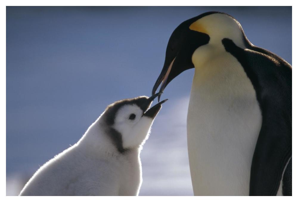 Emperor Penguin parent feeding chick, Riiser-Larsen Ice Shelf, Antarctica-Paper Art-50"x34"