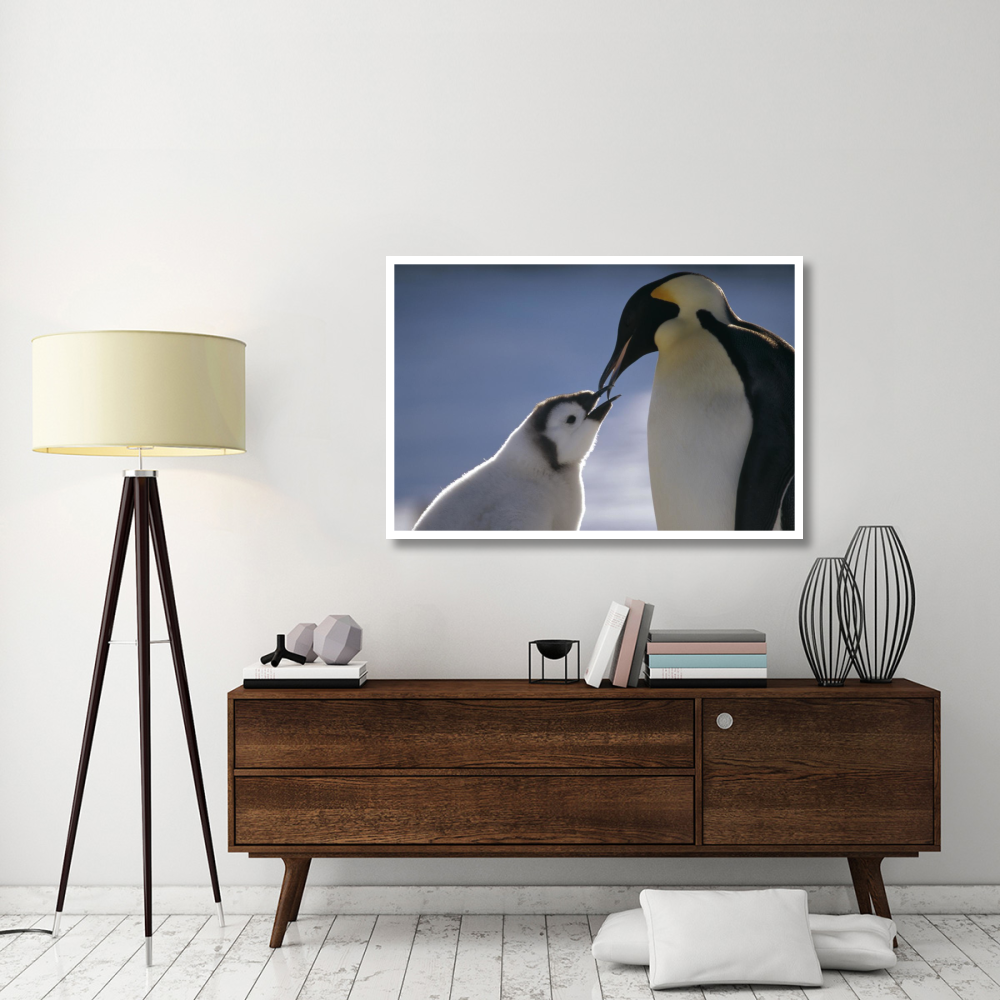 Emperor Penguin parent feeding chick, Riiser-Larsen Ice Shelf, Antarctica-Paper Art-50&quotx34"
