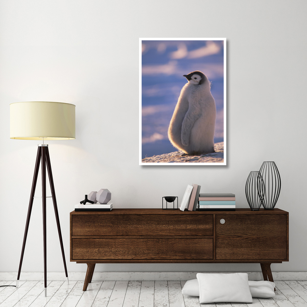 Emperor Penguin chick, Princess Martha Coast, Weddell Sea, Antarctica-Paper Art-34&quotx50"