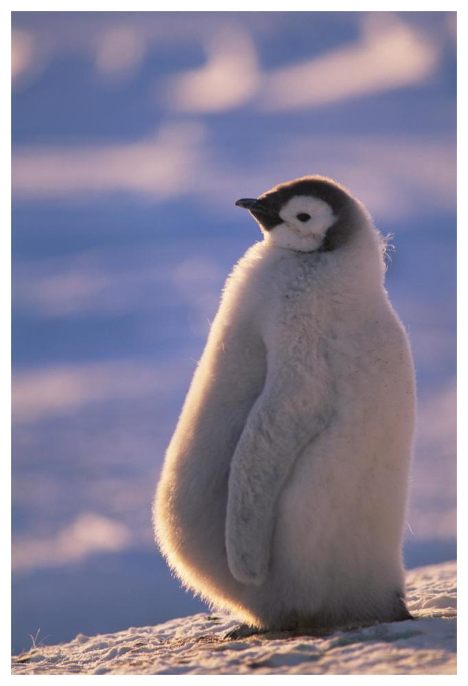Emperor Penguin chick, Princess Martha Coast, Weddell Sea, Antarctica-Paper Art-42"x62"