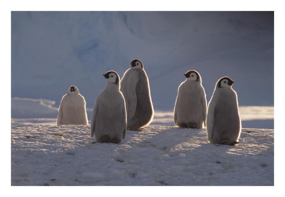 Emperor Penguin chicks in midnight sun, Princess Martha Coast,  Antarctica-Paper Art-26"x18"