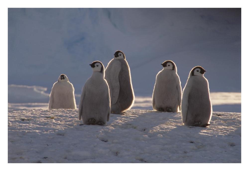 Emperor Penguin chicks in midnight sun, Princess Martha Coast,  Antarctica-Paper Art-32"x22"