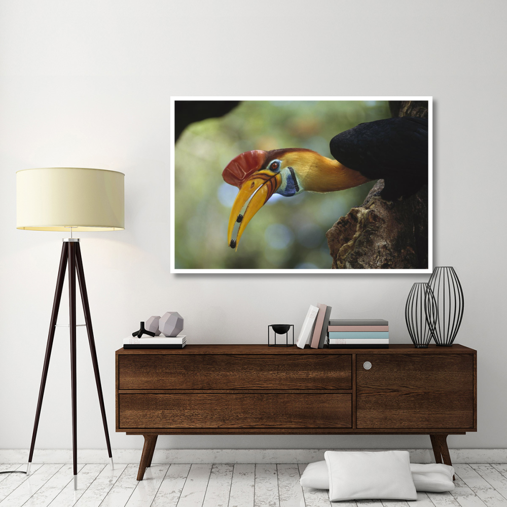 Sulawesi Red-knobbed Hornbill male delivering figs to female, Sulawesi, Indonesia-Paper Art-62&quotx42"