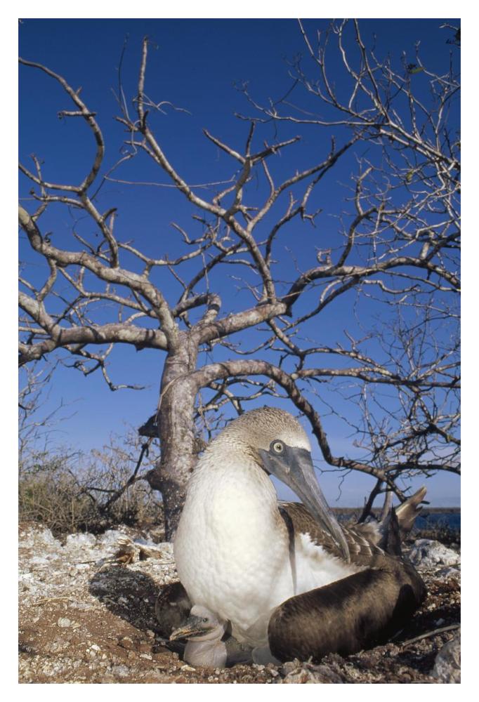 Blue-footed Booby with chick, Seymour Island, Galapagos Islands, Ecuador-Paper Art-14"x20"