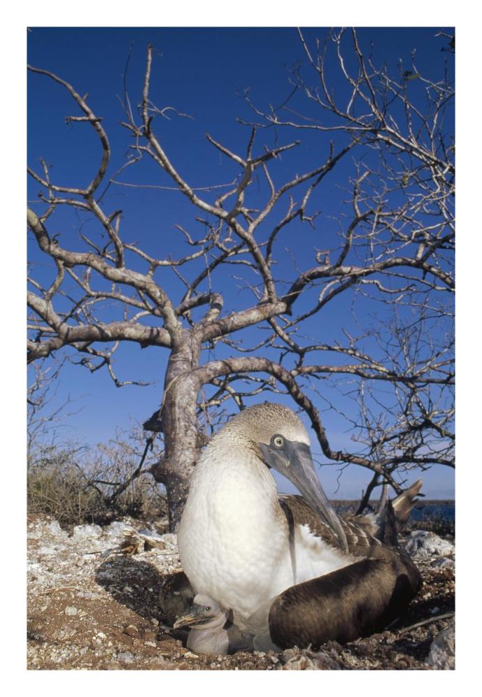 Blue-footed Booby with chick, Seymour Island, Galapagos Islands, Ecuador-Paper Art-18"x26"