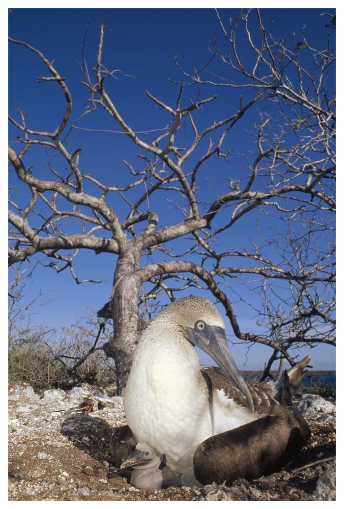 Blue-footed Booby with chick, Seymour Island, Galapagos Islands, Ecuador-Paper Art-42"x62"