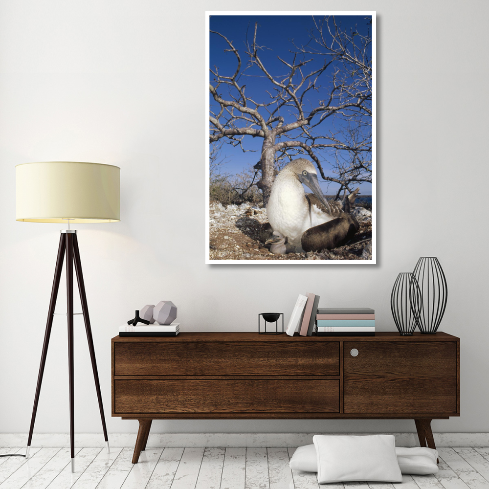 Blue-footed Booby with chick, Seymour Island, Galapagos Islands, Ecuador-Paper Art-42&quotx62"