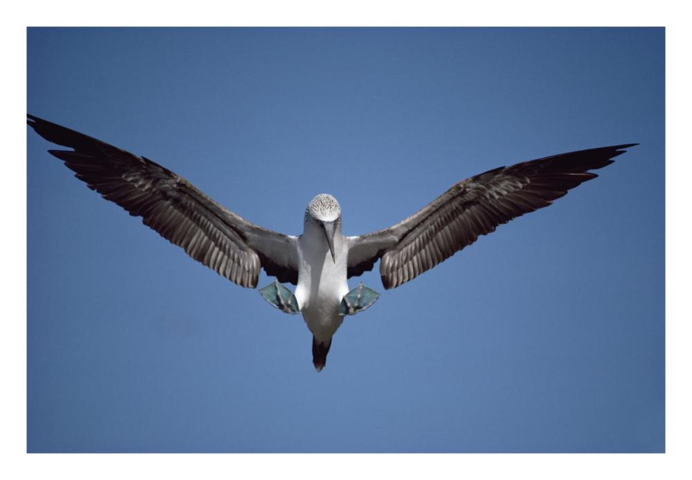 Blue-footed Booby courting, Isabella Island, Galapagos Islands, Ecuador-Paper Art-26"x18"
