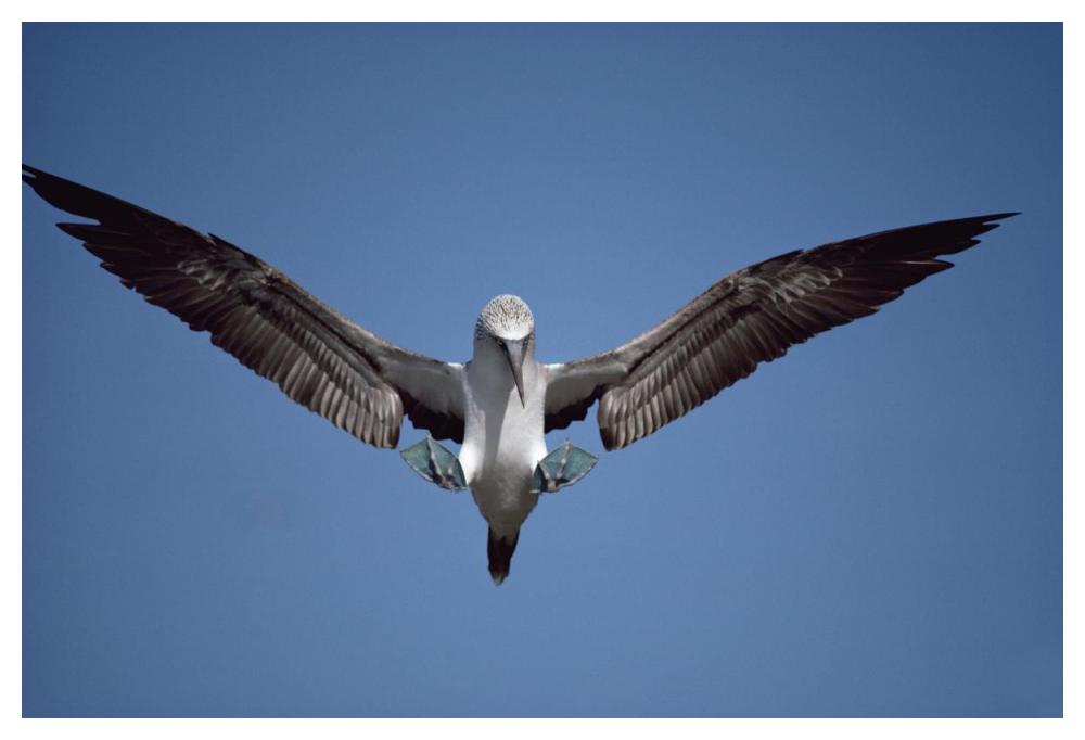 Blue-footed Booby courting, Isabella Island, Galapagos Islands, Ecuador-Paper Art-50"x34"