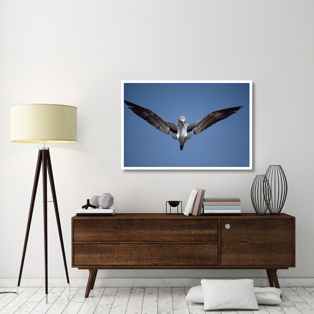 Blue-footed Booby courting, Isabella Island, Galapagos Islands, Ecuador-Paper Art-50&quotx34"