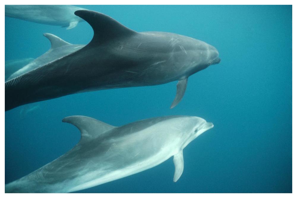 Bottlenose Dolphin pod underwater, Roca Redonda, Galapagos Islands, Ecuador-Paper Art-62"x42"