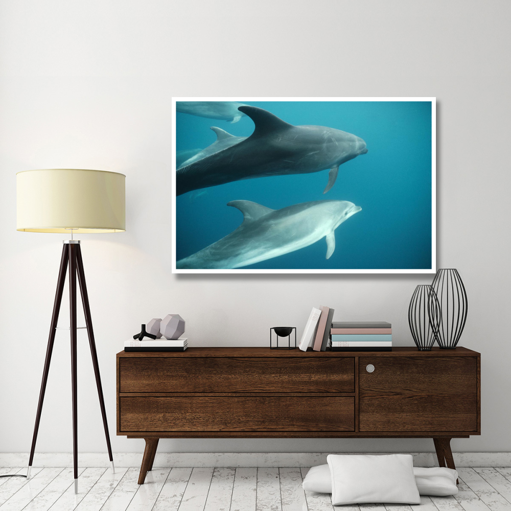 Bottlenose Dolphin pod underwater, Roca Redonda, Galapagos Islands, Ecuador-Paper Art-62&quotx42"