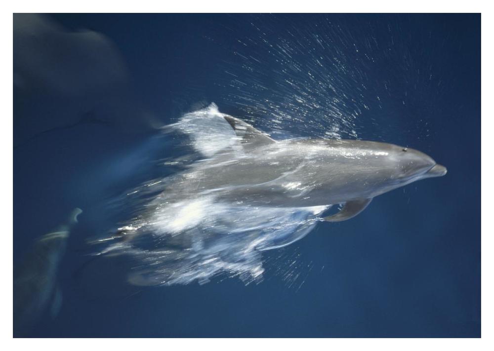 Bottlenose Dolphin leaping playfully, Hood Island, Galapagos Islands, Ecuador-Paper Art-20"x14"