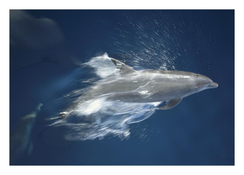 Bottlenose Dolphin leaping playfully, Hood Island, Galapagos Islands, Ecuador-Paper Art-26"x18"