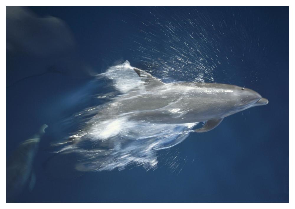 Bottlenose Dolphin leaping playfully, Hood Island, Galapagos Islands, Ecuador-Paper Art-50"x34"