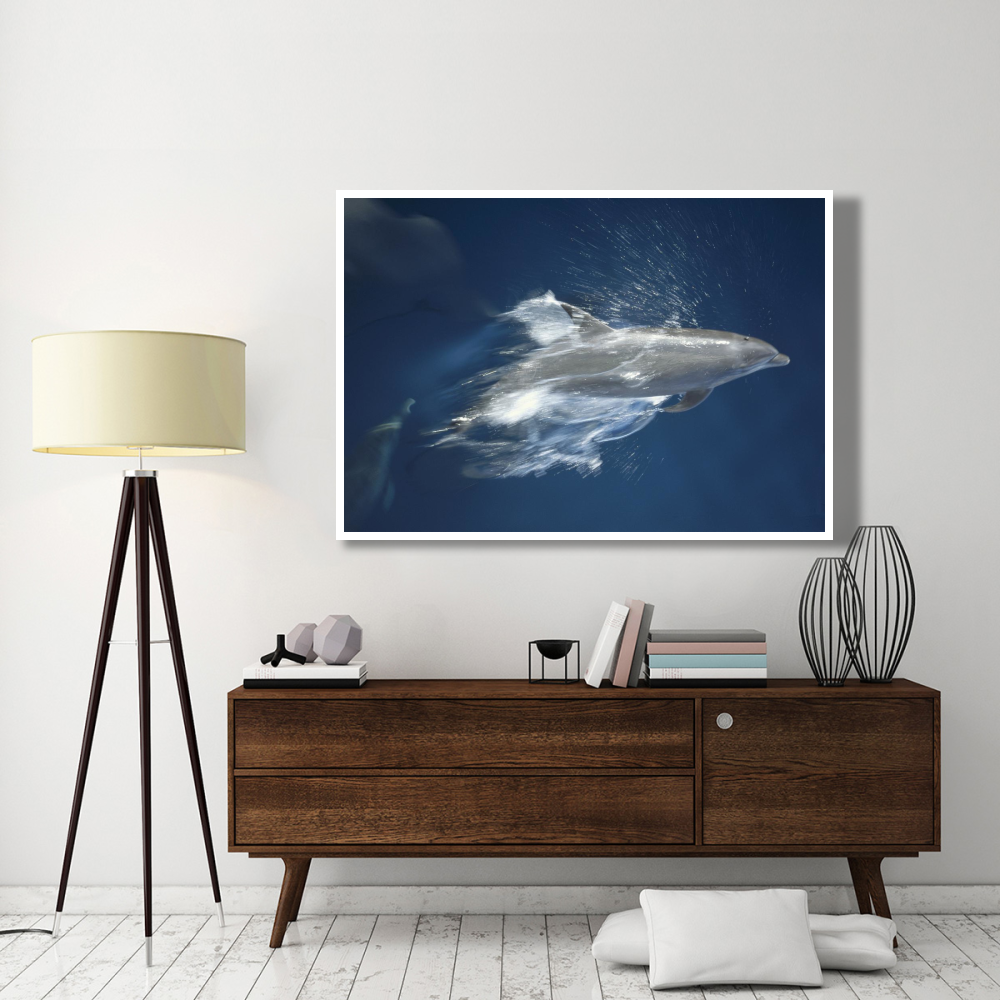 Bottlenose Dolphin leaping playfully, Hood Island, Galapagos Islands, Ecuador-Paper Art-62&quotx42"