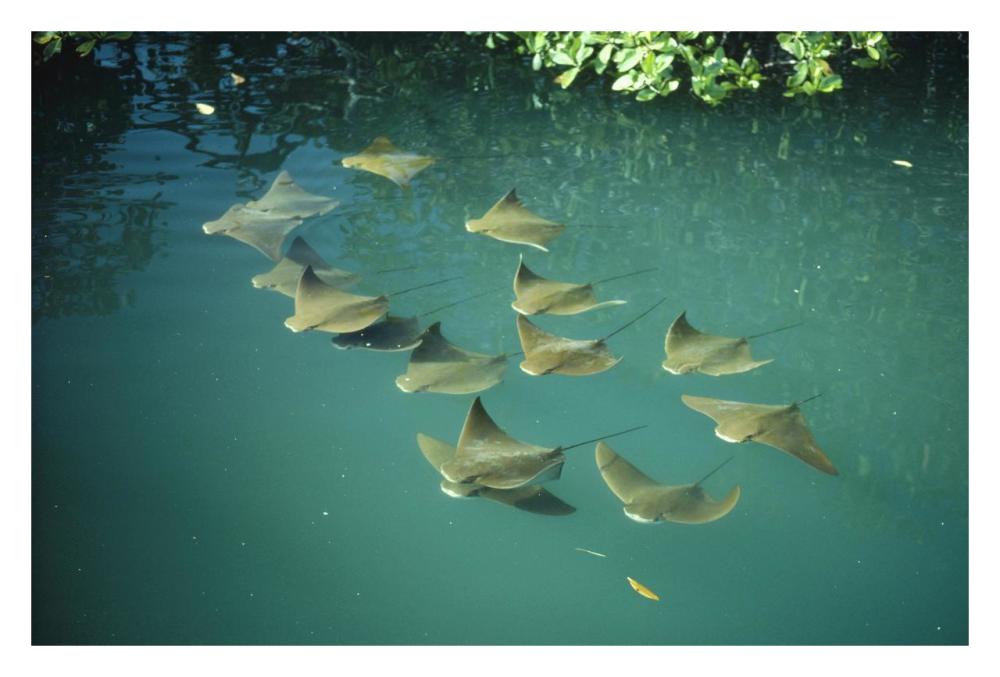 Golden Cownose Rays schooling in Mangrove lagoon, Galapagos Islands, Ecuador-Paper Art-32"x22"