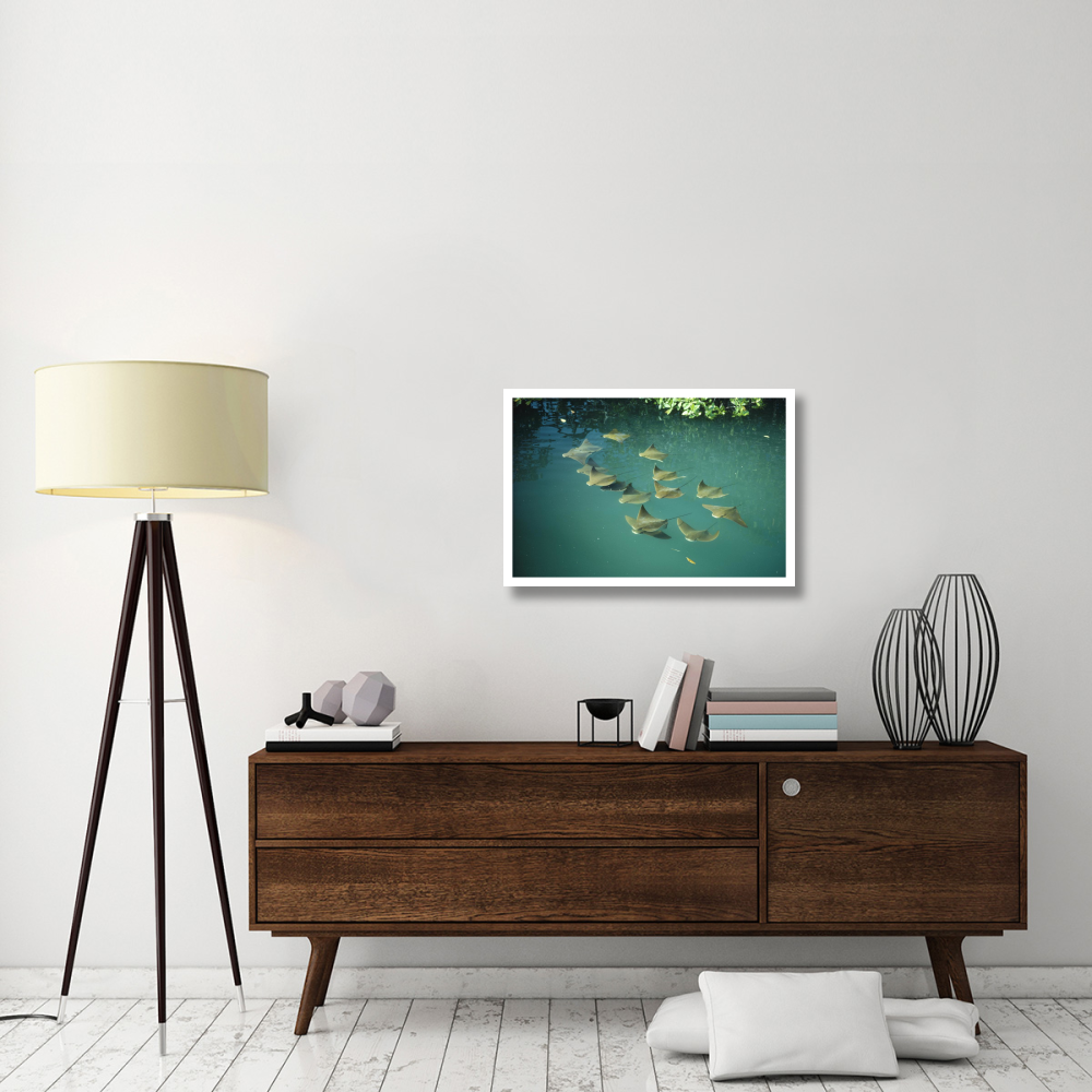 Golden Cownose Rays schooling in Mangrove lagoon, Galapagos Islands, Ecuador-Paper Art-32&quotx22"