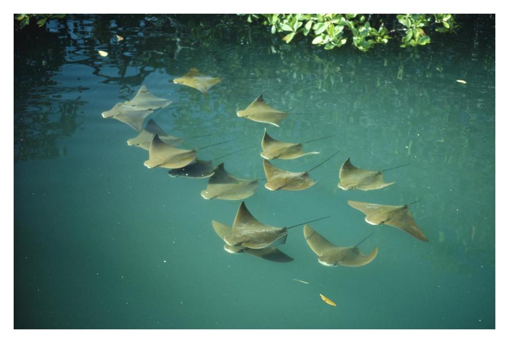 Golden Cownose Rays schooling in Mangrove lagoon, Galapagos Islands, Ecuador-Paper Art-38"x26"