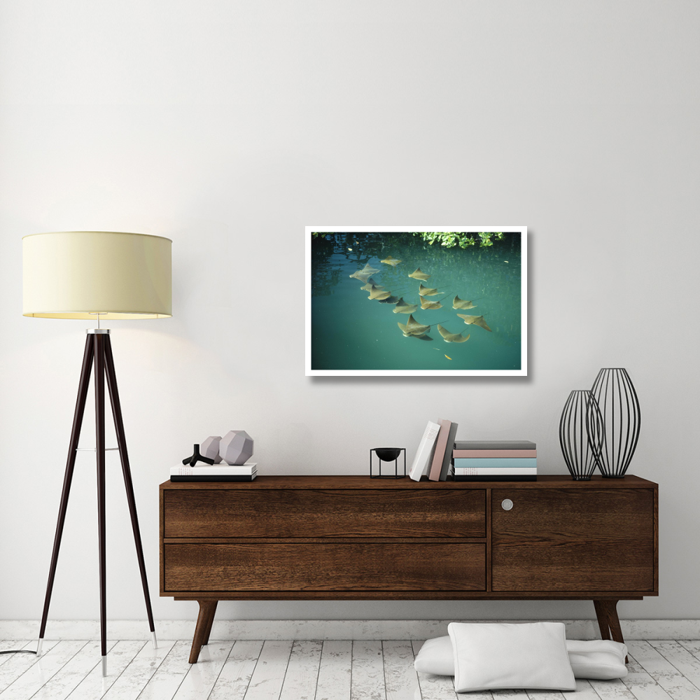 Golden Cownose Rays schooling in Mangrove lagoon, Galapagos Islands, Ecuador-Paper Art-38&quotx26"