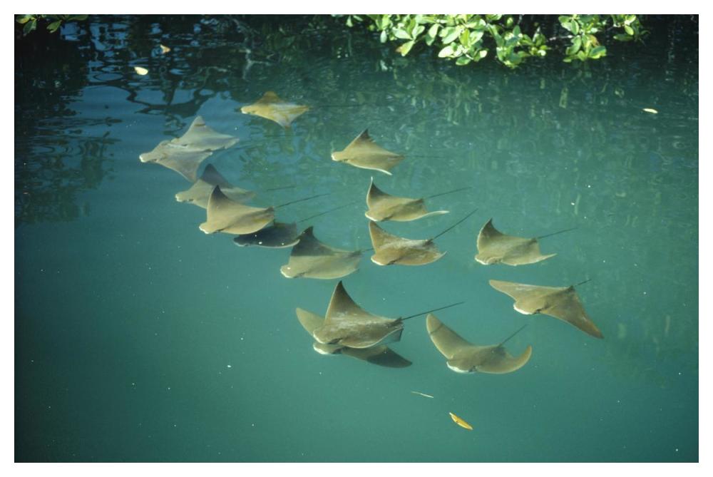 Golden Cownose Rays schooling in Mangrove lagoon, Galapagos Islands, Ecuador-Paper Art-50"x34"