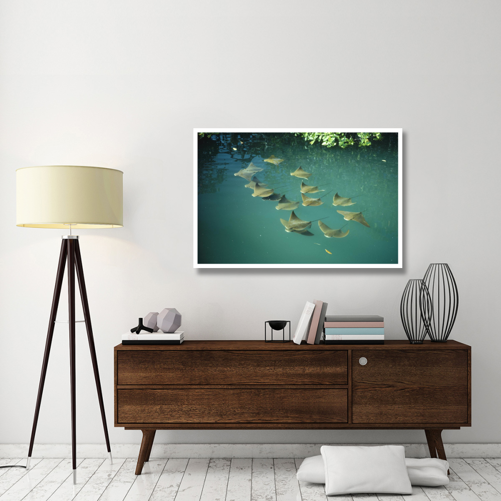 Golden Cownose Rays schooling in Mangrove lagoon, Galapagos Islands, Ecuador-Paper Art-50&quotx34"