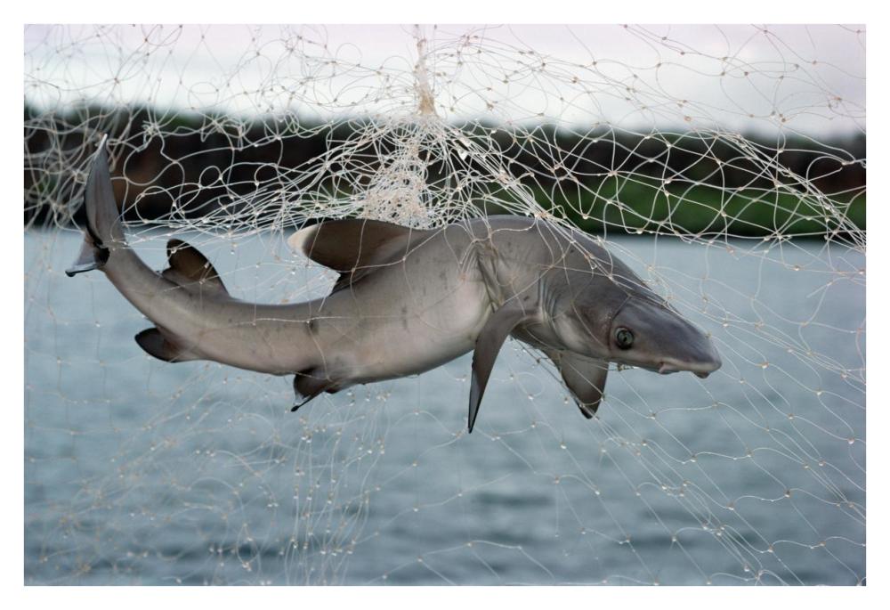 Illegal gillnet fishing, Academy Bay, Santa Cruz Island, Galapagos Islands, Ecuador-Paper Art-38"x26"