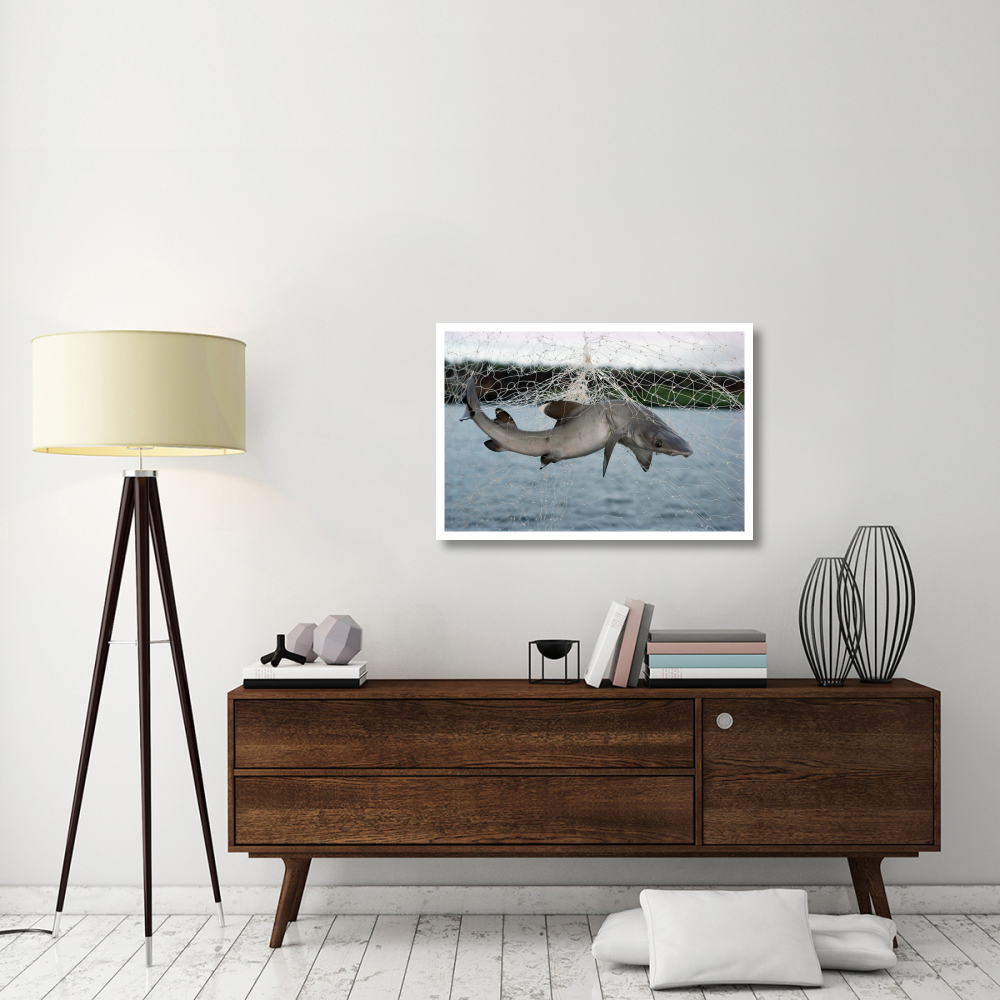Illegal gillnet fishing, Academy Bay, Santa Cruz Island, Galapagos Islands, Ecuador-Paper Art-38&quotx26"