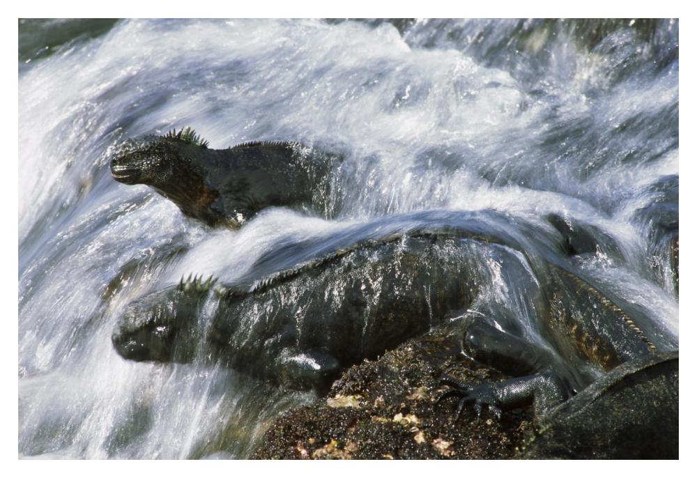 Marine Iguana pair in surf resting on rocks,  Galapagos Islands, Ecuador-Paper Art-20"x14"